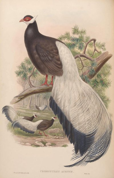 Crossoptilon auritum by John Gould